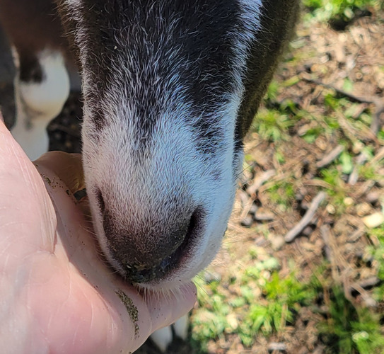 kelp-for-goats